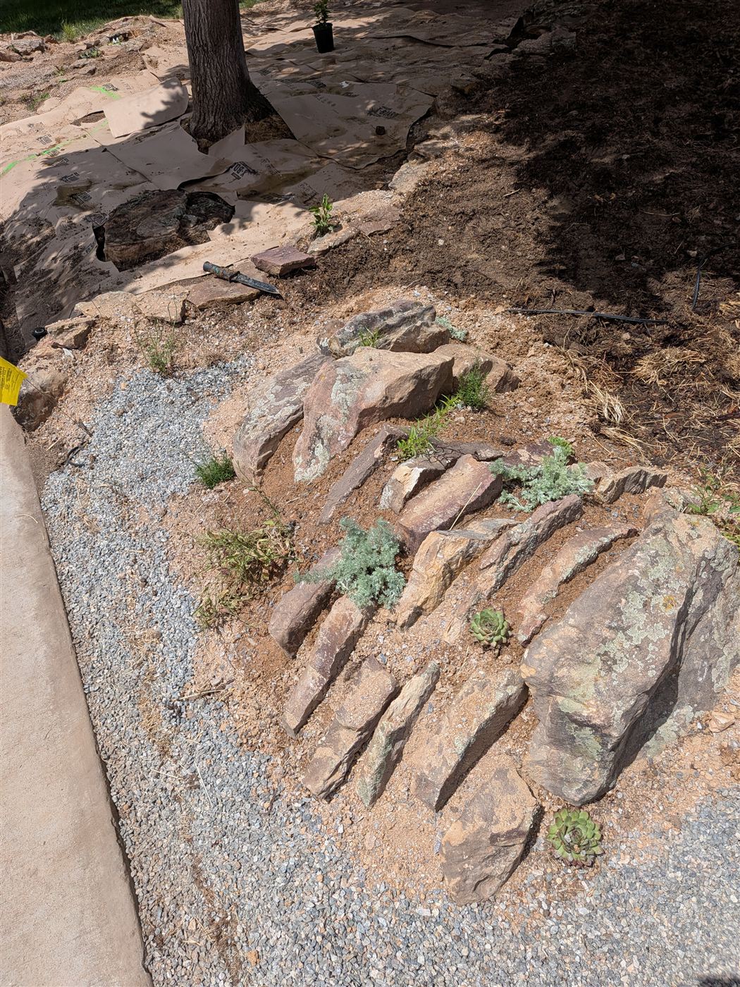 A water-wise crevice garden with succulents set among stone