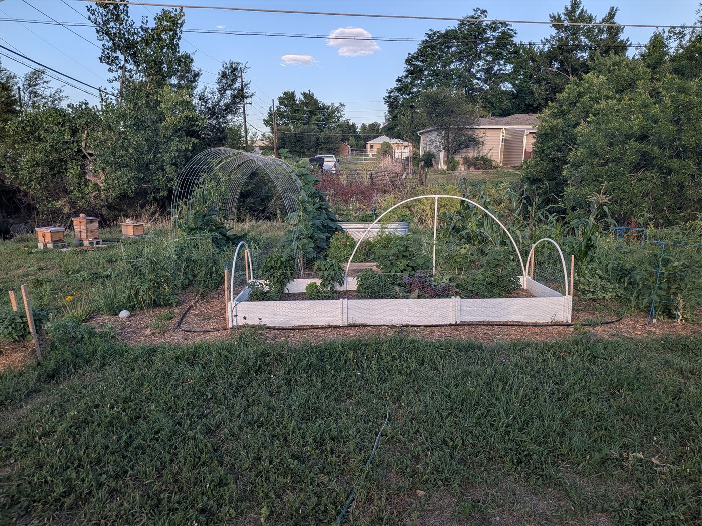 A backyard food forest with raised beds, arched trellises and beehives