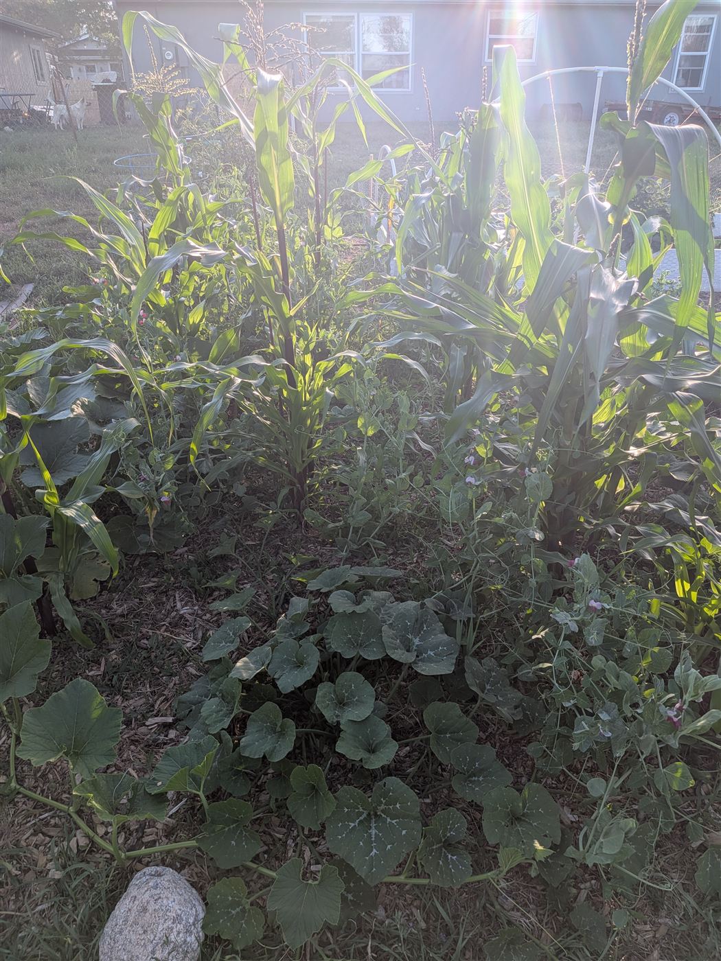 A Three Sisters planting of corn, beans and squash in an edible garden